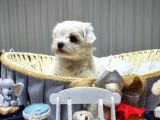 A Scrli Babadan Kore Maltese Bebeklerim