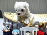 A Scrli Babadan Kore Maltese Bebeklerim