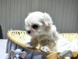 A Scrli Babadan Kore Maltese Bebeklerim