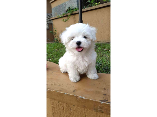 Üst Kali̇te Maltese Bebekler