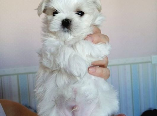 Üst Kali̇te Maltese Bebekler görsel