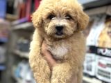 Maltipoo Bebeklerimiz Sizleri Bekliyorlar
