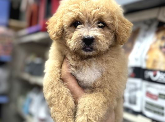 Maltipoo Bebeklerimiz Sizleri Bekliyorlar görsel