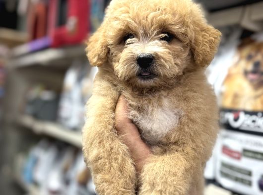 Maltipoo Bebeklerimiz Sizleri Bekliyorlar