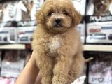 Maltipoo Bebeklerimiz Sizleri Bekliyorlar