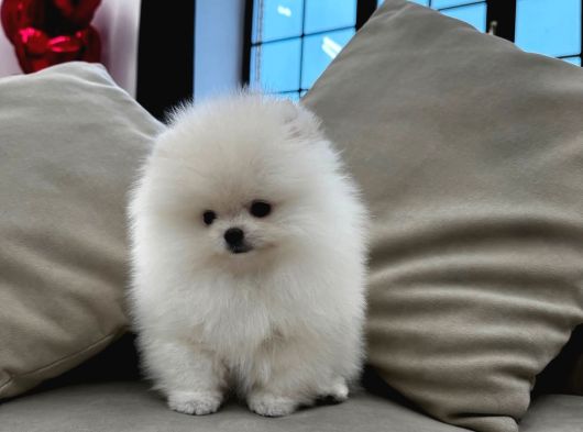 Ayıcık Suratlı Pomeranian Boo Bebekler Yeni Ailelerini Bekliyor