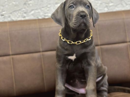 En İri̇si̇ni̇ İsteyene Blue Cane Corso
