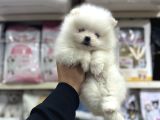 Kar beyaz mini boy Pomeranian yavrular