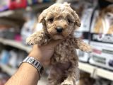 Toy Poodle Tadında Maltipoo Minikler
