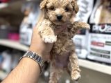 Toy Poodle Tadında Maltipoo Minikler