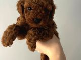 Red Brown Kore Poodle