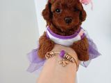 Red brown kore poodle