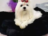 A scrli babadan Kore maltese bebeklerim
