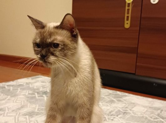 Ücretsi̇z Sahiplendirme Ane Ve Kedi Yavrusu