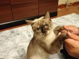 Ücretsi̇z Sahiplendirme Ane Ve Kedi Yavrusu