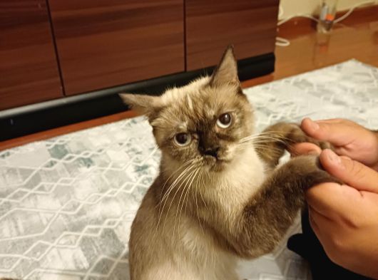 Ücretsi̇z Sahiplendirme Ane Ve Kedi Yavrusu görsel