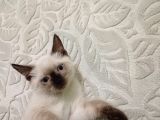 Ücretsi̇z Sahiplendirme Ane Ve Kedi Yavrusu