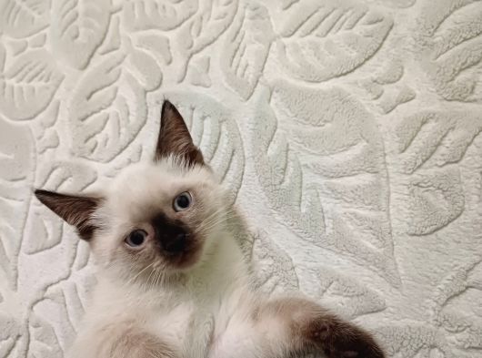 Ücretsi̇z Sahiplendirme Ane Ve Kedi Yavrusu görsel