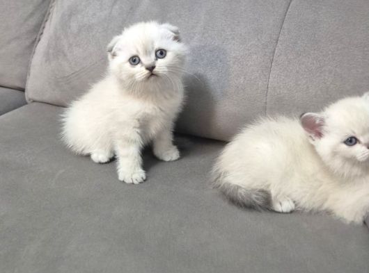 Aile Sıcaklığnda Büyüyen  Scottish Fold British Yvrlr