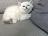 Aile Sıcaklığnda Büyüyen  Scottish Fold British Yvrlr