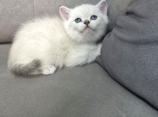 Aile Sıcaklığnda Büyüyen  Scottish Fold British Yvrlr görsel