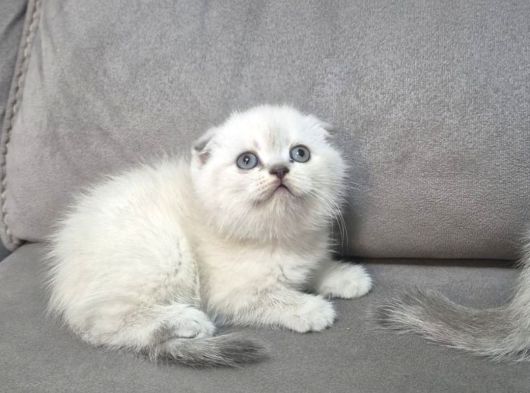 Aile Sıcaklığnda Büyüyen  Scottish Fold British Yvrlr görsel