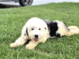 En Özel Renk Seçenecek İle Aui̇ssi̇edoodle-Bernedoodle-Labrado