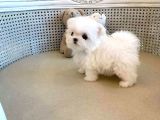 Teacup Tüy Dökmeyen Maltese Bebekler