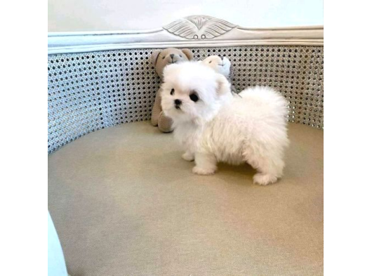 Teacup Tüy Dökmeyen Maltese Bebekler görsel