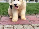 En Özel Renk Seçenecek İle Aui̇ssi̇edoodle-Bernedoodle-Labrado