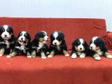 BERNESE DAĞ KÖPEGİ