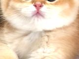 A Kalite Bri̇ti̇sh Shorthai̇r Golden  Yavrular