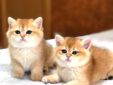 A Kalite Bri̇ti̇sh Shorthai̇r Golden  Yavrular