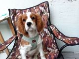 Cavalier King Charles