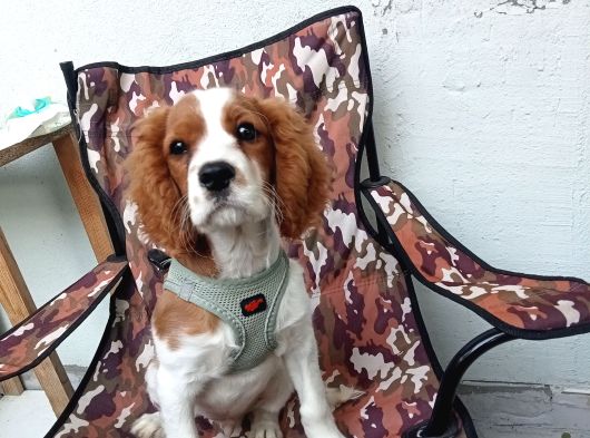Cavalier King Charles görsel