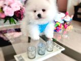 Kisa Burun Ayicik Teddy Bear