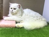 Safkan Longhair Yavrularımız Yeni Ailelerini Bekliyor