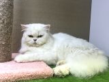 Safkan longhair yavrularımız yeni ailelerini bekliyor
