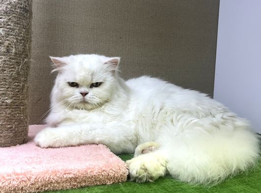 Safkan Longhair Yavrularımız Yeni Ailelerini Bekliyor
