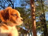 Cavalier King Charles