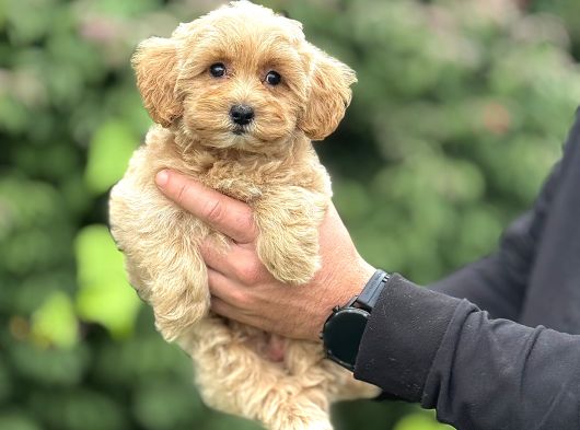Sevi̇mli̇ Orji̇nal Malti̇poo Bebeği̇mi̇z görsel