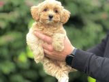 Sevi̇mli̇ Orji̇nal Malti̇poo Bebeği̇mi̇z
