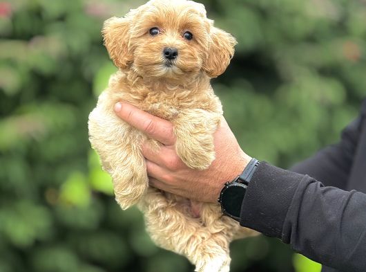 Sevi̇mli̇ Orji̇nal Malti̇poo Bebeği̇mi̇z
