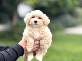 Gerçek Malti̇poo Anti̇alerji̇k Tüy Dökmez Koku Yapmaz