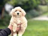 Gerçek Malti̇poo Anti̇alerji̇k Tüy Dökmez Koku Yapmaz