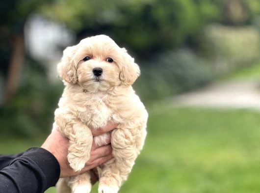 Gerçek Malti̇poo Anti̇alerji̇k Tüy Dökmez Koku Yapmaz görsel