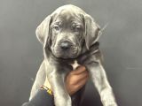 Cane Corso Blue En İri̇si̇nden A Kali̇te