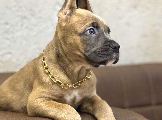 En Özel Renk İle Formenti̇no Cane Corso