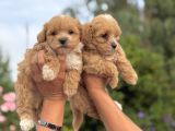Teacup Maltipoo Bebekler