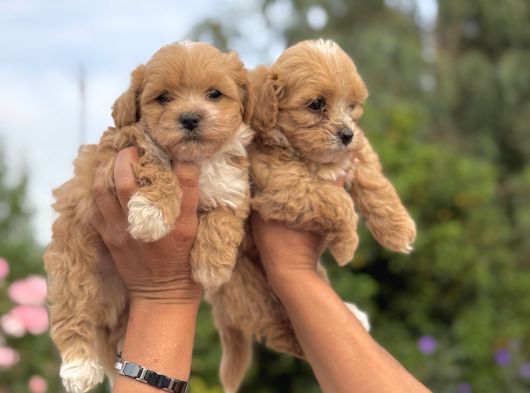 Teacup Maltipoo Bebekler görsel